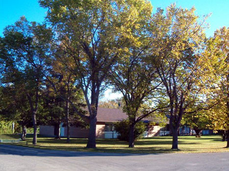 Trees and Grounds